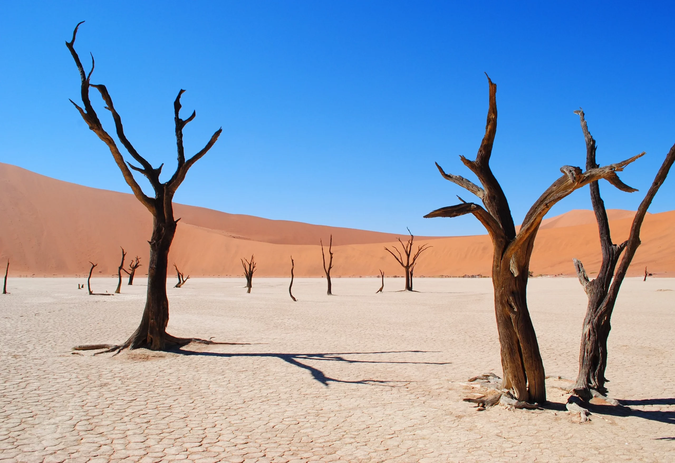 nike159-deadvlei-2011373